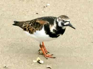 鳥類図鑑・キョウジョシギ